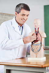 Image showing Male Teacher Smiling While Examining Anatomical Model