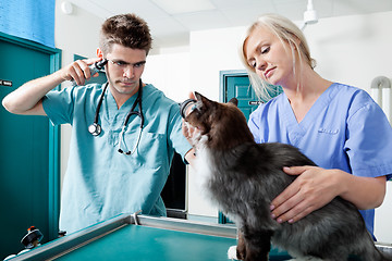 Image showing Young Veterinarian Doctors Examining A Cat