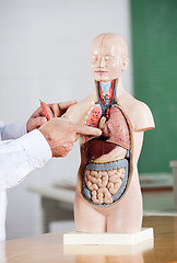 Image showing Professor Pointing At Anatomical Model At Desk