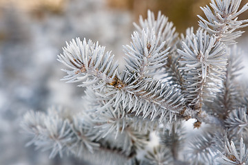 Image showing Fir branch