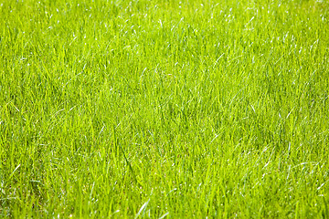 Image showing Grass background.