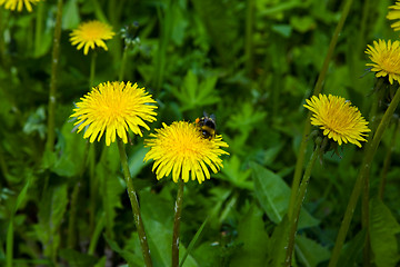 Image showing Flowering dandelion