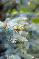 Image showing Blue fir branch.