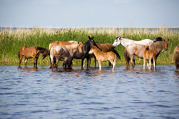 Image showing Horses on watering.