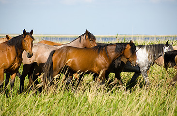 Image showing Horses