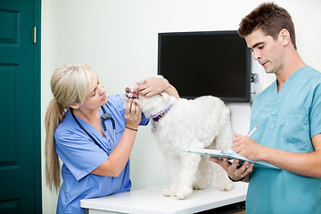 Image showing Male Doctor Writing On Clipboard With Colleague Examining A Dog