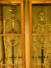 Image showing skeletons in a cupboard