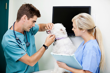 Image showing Female Nurse With Veterinarian Doctor Examining A Dog