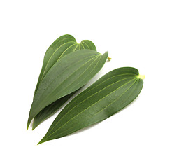 Image showing Green leaves