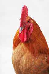 Image showing Rooster