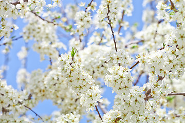 Image showing cherry blossom with white flowers 