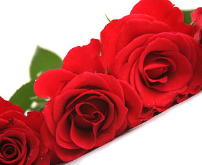 Image showing Red roses