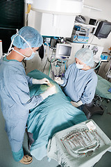 Image showing Veterinarian Doctor And Female Assistant Performing A Surgery