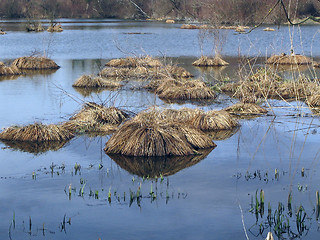 Image showing bush on the lake