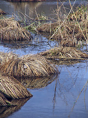 Image showing bush on the water