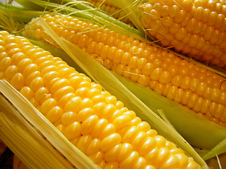 Image showing the corn