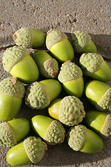Image showing Fresh acorns