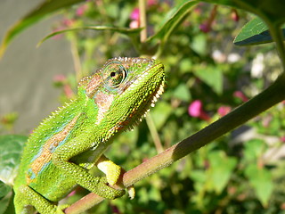 Image showing chameleon