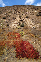 Image showing flower  bush timanfaya  in los  lanzarote spain 