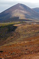 Image showing home viticulture    wall crops  cultivation barrel