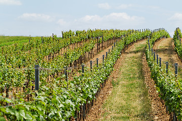 Image showing Tokay grapes