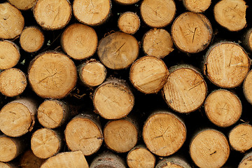 Image showing Logging