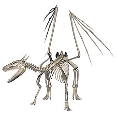 Image showing Dragon Skeleton