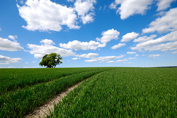 Image showing Field with tree on hill