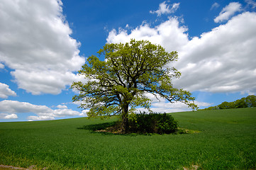 Image showing Tree on hill