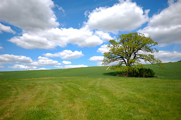 Image showing Tree on hill