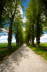 Image showing Pathway with trees