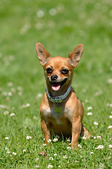 Image showing Chihuahua dog on green grass