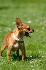 Image showing Chihuahua dog on green grass