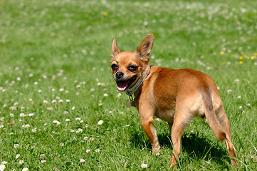 Image showing Chihuahua dog on green grass