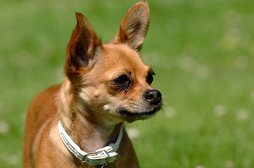 Image showing Chihuahua dog on green grass