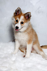 Image showing Norwegian lundhund dog