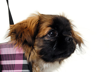 Image showing Face of puppy dog in bag