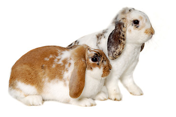 Image showing Two rabbits isolated on a white background