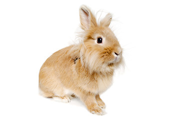 Image showing Rabbit isolated on white background