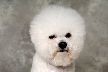 Image showing Face of poodle dog
