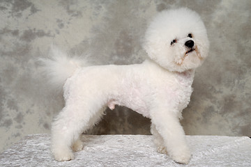 Image showing Standing poodle dog