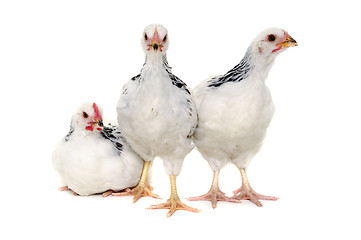 Image showing Chickens on white background