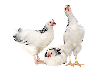 Image showing Chickens on white background