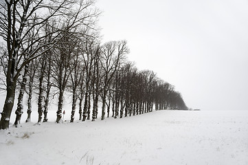 Image showing Trees at winter