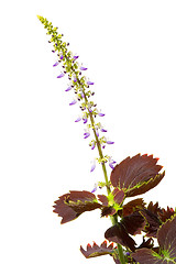 Image showing Purple flower with leaves

