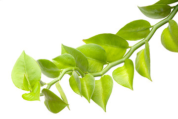 Image showing Green leaves

