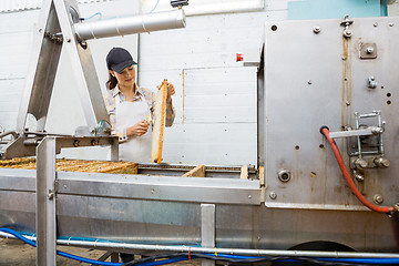 Image showing Beekeeper Brushing Honeycomb Before Extracting Honey