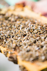 Image showing Bees On Honeycomb