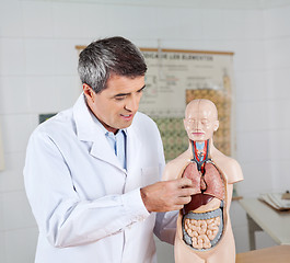 Image showing Teacher Analyzing Anatomical Model In Lab