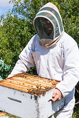 Image showing Beekeeper Carrying Honeycomb Frames In Crate